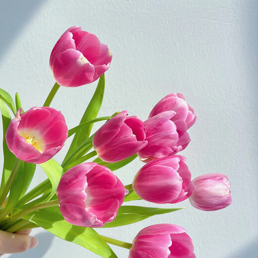 Sweet and Romantic Domestic Tulips 10 Random Colors