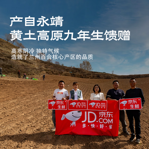 Jingmi Lanzhou Lily Fresh Lily Edible Sweet Lily Total 2Jin Jin equals 0.5kg 4 pcs per pack, total 8 packs Directly from the source