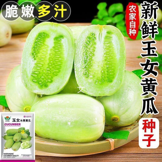 Jade Girl Fruit Cucumber Seeds Mini Small Cucumber Seeds Eat Raw Crisp and Sweet Without Residues for Spring and Autumn Planting Balcony Pot Seeds - Mouthful Juice Jade Girl Cucumber Seeds Pack of About 5 Original New Products - New Seeds 1 Bag (50 Tablets) Song Fertilizer