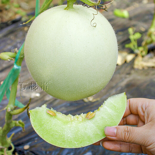 Anselmi jade mushroom ice cream melon seed seedlings Hainan honeydew melon summer and autumn Xinyugu melon seeds 30 capsules