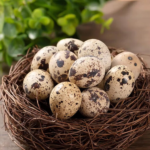 24 quail eggs 230g 24 quail eggs 230g