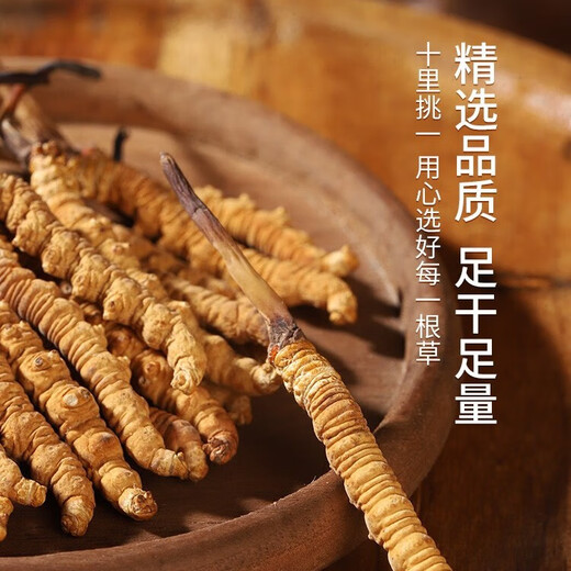 Selected authentic snow mountain cordyceps sinensis genuine first-stage fresh cordyceps 50g gift box for 4 pieces/gram dry goods 50 pieces of Cordyceps in Tibet 4 pieces/gram