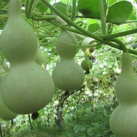 Treasure gourd seeds edible vegetable gourd vegetable seeds spring planting large gourd seeds flower seeds easy to grow in spring treasure gourd seeds - new species of the season original two packs about 22 pieces -