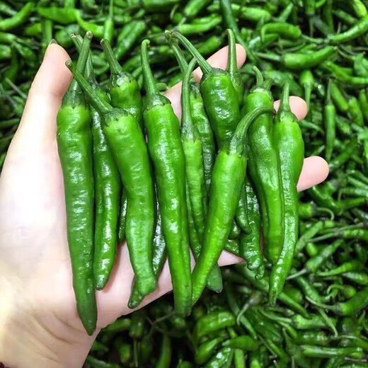 Authentic camphor tree pepper seeds, camphor tree pepper seeds, new pepper seeds, sown in spring and autumn, Zhangshu Harbor courtyard small collection, new seeds, about 408 capsules/