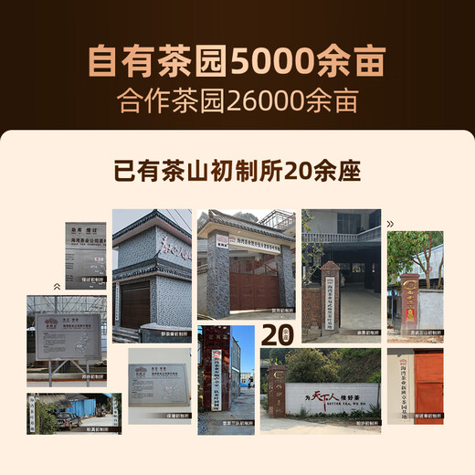 老同志 茶叶普洱茶 糯香熟茶 2018年 9908茶头老砖 500g 克