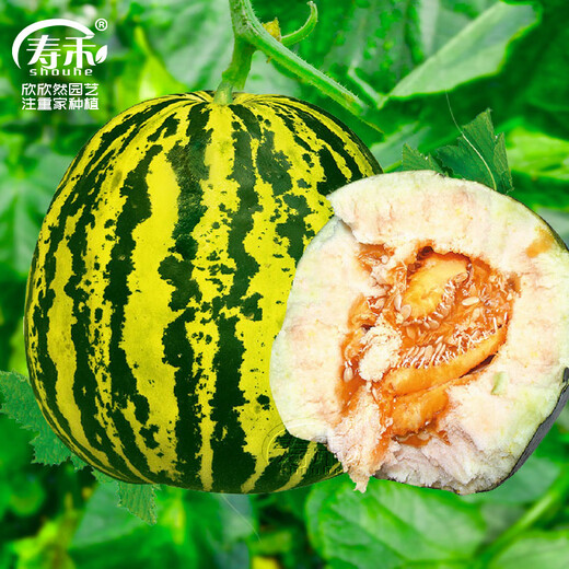 Shouhe Green Skin Melon Seeds Large Whole Melon Flower Skin Melon Seeds 100 capsules x5 Wholesale