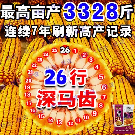 Zhuanghan Academy of Agricultural Sciences National Approval of Corn Seeds Zhengdan 958 High Yield Short Stem Lodging and Drought Resistance Big Stick New Variety Baogu Live Stalk Mature 3Jin Jin equals 0.5kg South and North Tong has a high germination rate