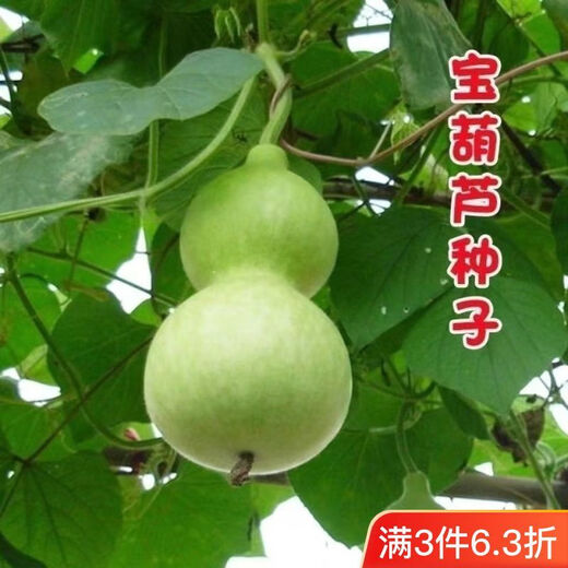 Treasure gourd seeds edible vegetable gourd vegetable seeds spring planting large gourd seeds flower seeds easy to grow in spring treasure gourd seeds - new species of the season original two packs about 22 pieces -