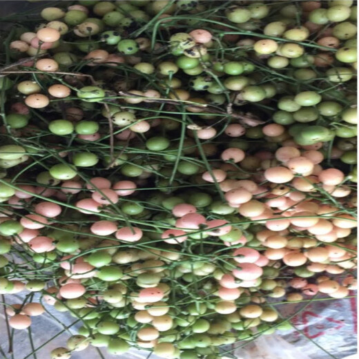 Jinguolan seed bulbs, small bulbs for ground gall seeds, Jinguolan seedlings, wild provenances, one Jin Jin is equal to 0.5 kg (about 150 bulbs), bare root without soil