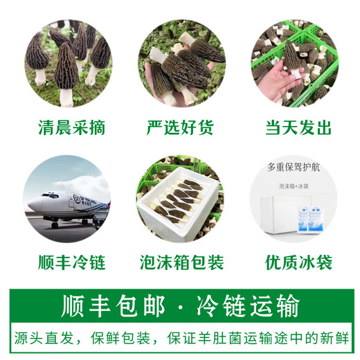 Chu Shi Yanxuan Fresh Morel Fresh Mushrooms Yunnan Specialty Mountain Delicita de estacionales Fresos frescos Fungus Caja de regalo Moreles de vegetales Fresh Morels 880 g (caja de regalo asequible)