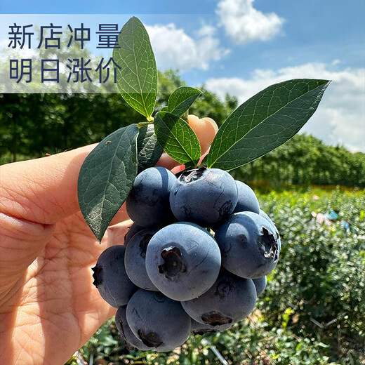 蓝莓鲜果新鲜高端水果当季蓝梅云高山怡颗南孕妇整箱包邮顺丰 2盒 顺丰大果1518mm吃货当选