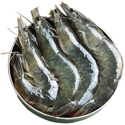Hunyuan Beast Shrimp Domestic Qingdao Freshly Caught Prawn Extra Large Green Prawn Frozen Sea Shrimp Fresh Shrimp White Shrimp Qingdao Salt Frozen Prawn 3-4Jin Jin equal to 0.5kg (net weight) 15-18cm (recommended by the store manager)