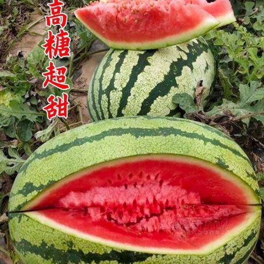 Jincheng No. 5 Sweet King Watermelon Seed Seed High Yield Black Skin Jingxin Fruit Giant Extra Large Four Seasons Lazy Man Super Jincheng No. 5 30 capsules, really sweet, really big, really