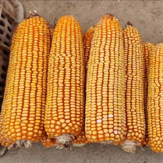 New species in stock, nationally approved original Qiangshuo 68 corn seeds, high-yield corn seeds, drought-resistant pioneer, high-yielding, drought-resistant, not bald. New species in stock, original nationally approved Qiangshuo 68 4200 grains 1 bag