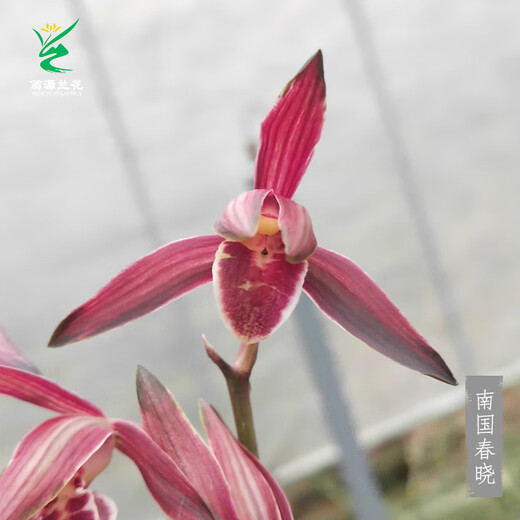 Wengyuan orchid ink orchid old species Nanguo Chunxiao flowers and leaves double art strong fragrance type diligent flower bud red flower green round potted plant Nanguo Chunxiao 2 seedlings large strong seedlings simple pot soil
