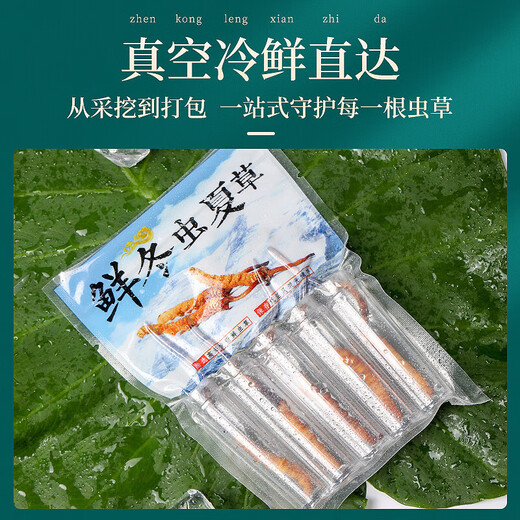 
30 fresh Cordyceps sinensis in Fudonghai (freshly harvested and air freighted by cold chain) about 0.6-0.8 grams to keep fresh throughout the process