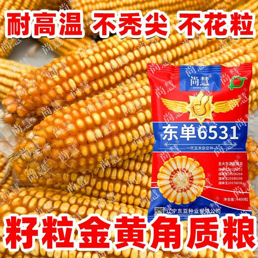 Princess Pomelo Wholesale Price Dongdan 6531 Corn Seeds Short Stem Large Double Cob Hybrid Lodging Resistant Seeds Complete Collection 440 in a bag 4400 in a bag + agent + yield increasing technology 4400 grains - only 761 pieces left