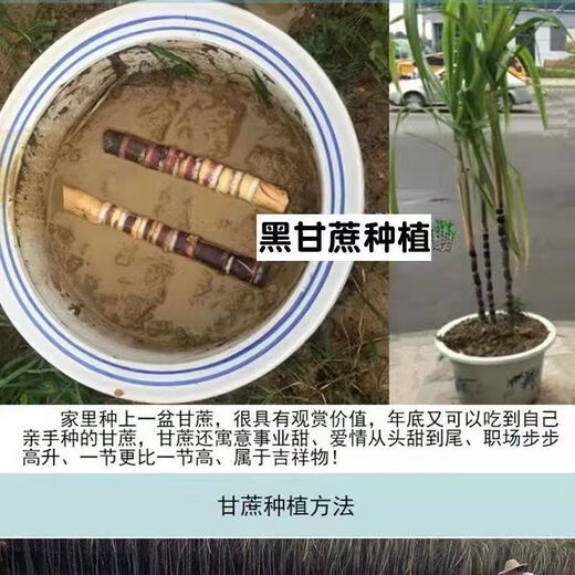 Jingyu Guangxi sugarcane seedlings thin-skinned red-skinned sugarcane seedlings 20 pieces of sugarcane wholesale whole package live fresh seeds selected 5 Guangxi black-skinned sugarcane seedlings middle section