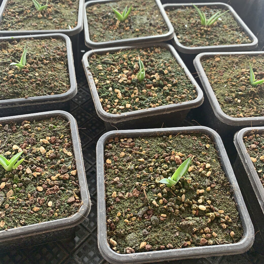 
Yingzhai Agave Niang Crown Blue Skin Green Skin Void Hidden Advanced Gray Fox Apricot Crab Sowing Green Plant Pot Plant Yaoyan EB Seedlings/1