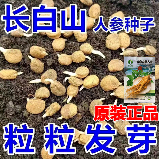 Changbai Mountain ginseng seeds, wild ginseng seeds, easy to grow Chinese medicinal materials in all seasons, easy to live indoor flower pots, ginseng seeds, shipped without buds, selected 1 small bag, about 20 capsules