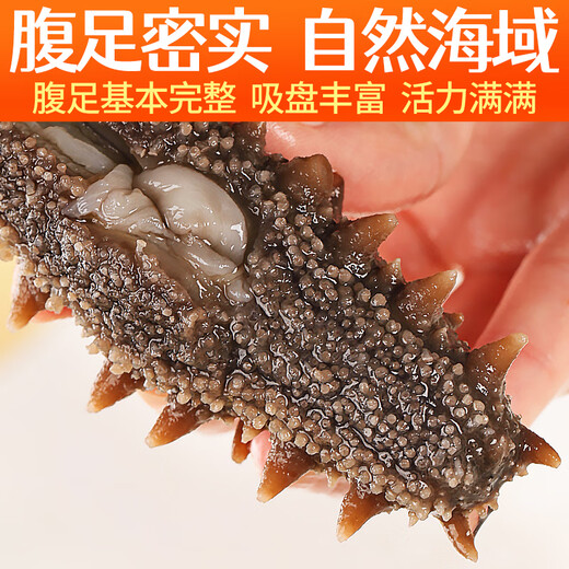Meifengtang ready-to-eat sea cucumber Dalian individually packaged fresh wild bottom sown Liao cucumber and sea cucumber seafood New Year's goods 16-20 pieces 500g