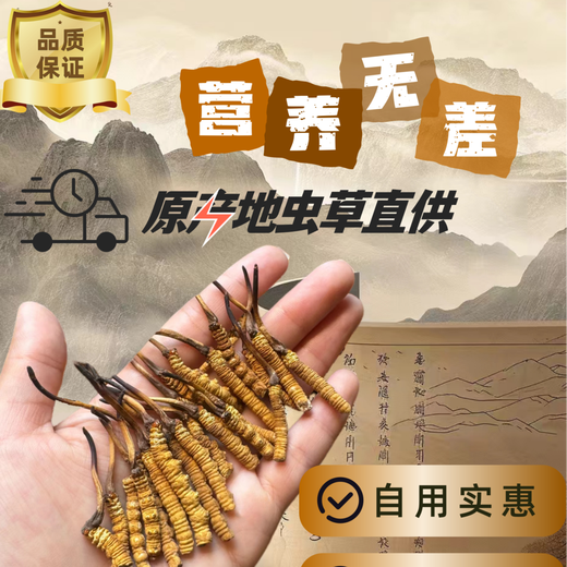 Authentische tibetische hohe Höhe Cordyceps sinensis gebrochenes Gras Ganzfleischfest 10 g große Flaschen für Hausgebrauch Trockenwaren Authentische Produkte Tibet Nagqu Ganzfleischfest 20g [2g kostenlos]