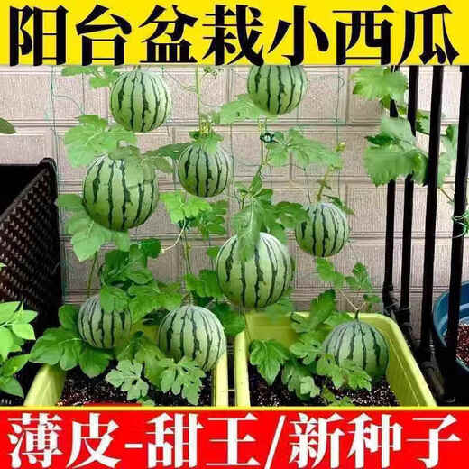 Qizhe Super Sweet Kirin Honey Pot Thin-skinned Small Watermelon Seedless Small Watermelon Seasonal Planting Balcony Courtyard Potted Fruit Seeds This Year's New Plant Potted Watermelon Seeds 1 Pack