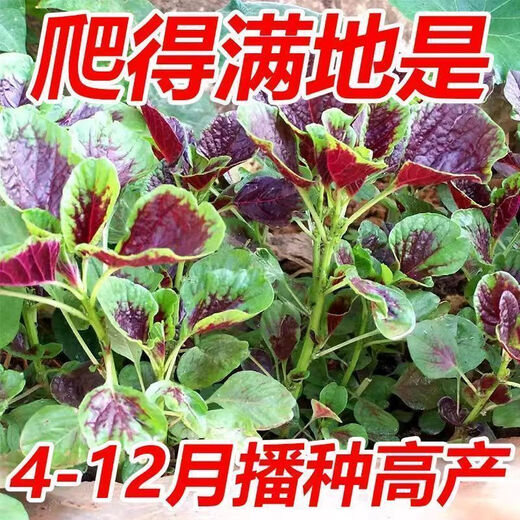 Red amaranth seeds with large leaves and large round leaves for sowing in all seasons, large round leaf amaranth vegetable seeds for balcony potted wild rape seeds, special heat resistance, large round leaves, red amaranth seeds, new seeds this year | about 300 seeds