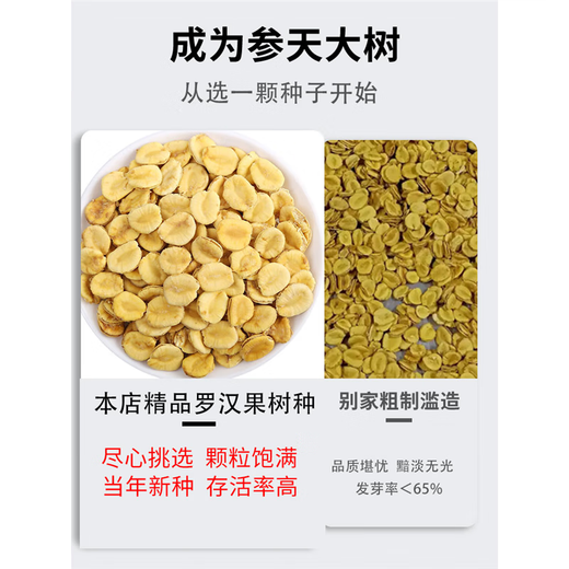 Popular Mangosteen seeds, Mangosteen saplings, courtyard balcony seedlings, potted Mangosteen seedlings that bear fruit for field planting, 20 Mangosteen seeds + fertilizer