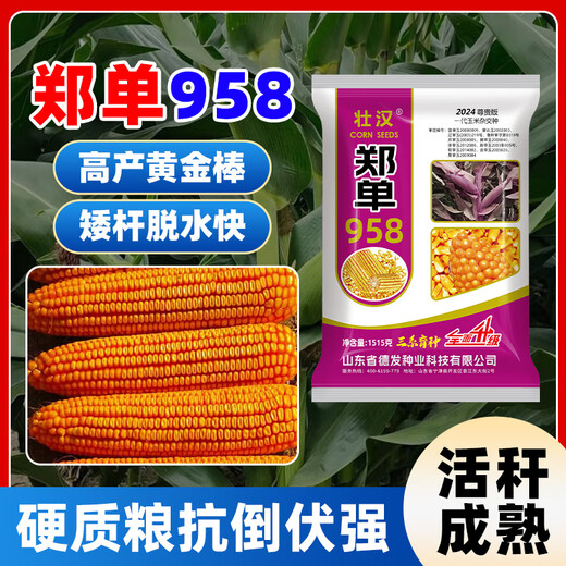Zhuanghan Academy of Agricultural Sciences corn seeds with short stems, lodging resistance, drought resistance and high yield double stems upgraded disease-resistant golden grain bract grain seeds Academy of Agricultural Sciences golden grain 1515g, resistance to lodging and stable yield