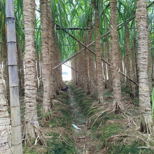Asarum Guangxi Muge White Jade Sugar Cane Seeds Authentic Glass Crisp Seedlings Straight Hair From the Origin and Shipped with Buds 5 Roots