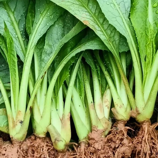 Guangdong Gaozhou sweet wheat seedlings and bitter wheat seedlings take the lead in harvesting with mud and can be harvested all year round. The balcony green plants have a sweet and soft taste. 20 trees