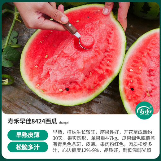 Shouhe Lazy Man Watermelon Seed Lazy Man King Melon Extra Large Spring No Pruning Lazy Man Fruit Seedling Southern Sweet Zaojia 8424 Watermelon Seed 30 capsules x 2 bags