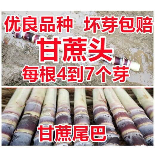 Jingyu Sugarcane Head Sugarcane Seedlings 10 Roots 4 to 7 Buds Each Root Authentic Guangxi Black Sugarcane Red Sugarcane Purple Sugarcane Tips Golden Sugarcane Seed (Yellow Sugarcane) 50 Roots