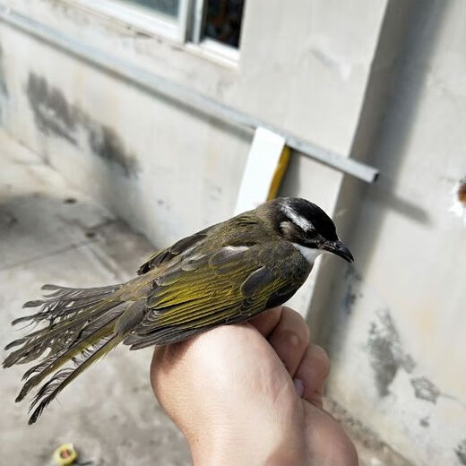 Special food for White-headed Owl, White-headed Bulbul tit, bird food, bird food, training snacks, White-headed Bulbul bird food 1 Jin Jin is equal to 0.5 kg