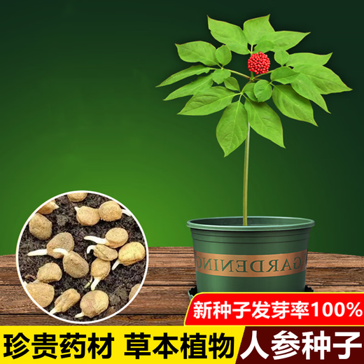 Changbai Mountain ginseng seeds, wild ginseng seeds, easy to grow Chinese medicinal materials in all seasons, easy to live indoor flower pots, ginseng seeds, shipped without buds, selected 1 small bag, about 20 capsules