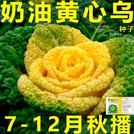 Yellow cabbage seeds, cold and wet-resistant, field garden planting, chrysanthemum heart cream, yellow cabbage vegetable seeds, standard, newly arrived, 2 packs of 2240 capsules