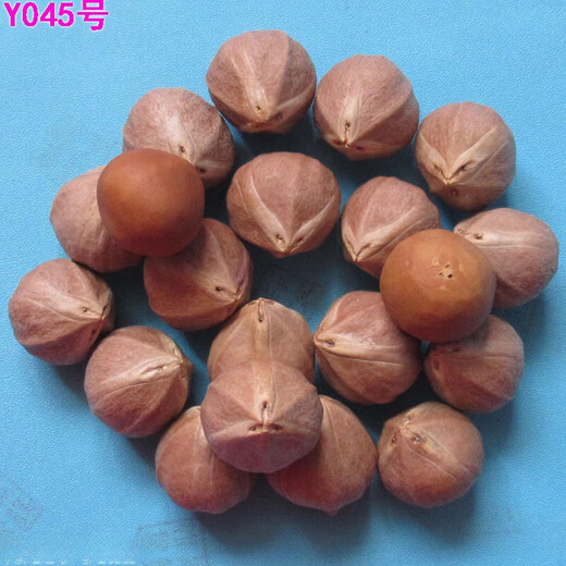 胖东来品质橄榄核原料雕原籽正圆光珠红油核文玩把玩菩提子罗汉弥 Y826号一粒：宽1.4规格