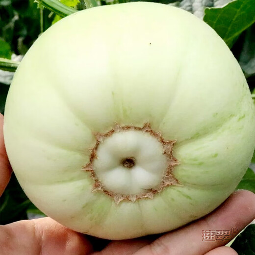 Nongzhi R Ben Tianbao melon seeds honeydew melon Nongzhi Fuji Tianbao melon seeds 2g 2 bags