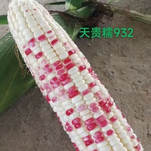National Approval Xiaofu Tiangui Nuo 937 Big Stick High Yield Disease Resistance Spring and Autumn Field Base Colorful Sweet Nuo Jade 2018 BMW Tian Gui Nuo 937 Canned 500g