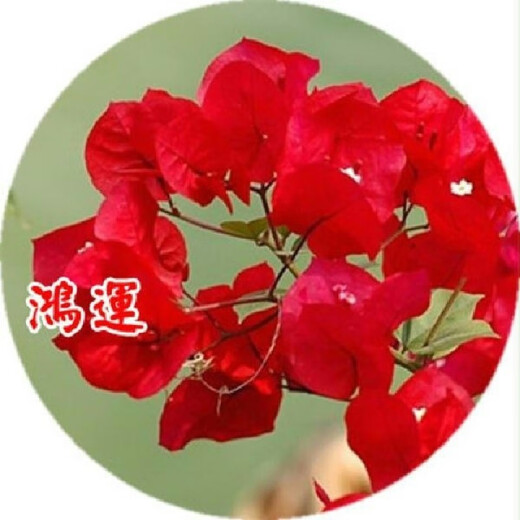 Bougainvillea seeds, Bougainvillea seeds, Bougainvillea flower seeds, Bougainvillea flower seeds, Potted Four Seasons Eight, Lansha 100 capsules