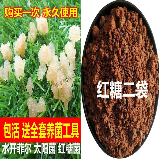 可钦水开菲尔太阳菌红糖菌Water Kefir Grains Tibicos 水克菲尔菌种 单菌种20克无工具