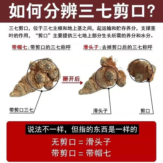 Chen Dingqi Panax Notoginseng Yunnan Wenshan Chun Panax Notoginseng Chinesische Kräutermedizin 20 Köpfe 10 Köpfe ohne Schnitte Tian 7 37 Köpfe [ausgewählt 20 Köpfe 10-250 Gramm neue Waren für die Saison]