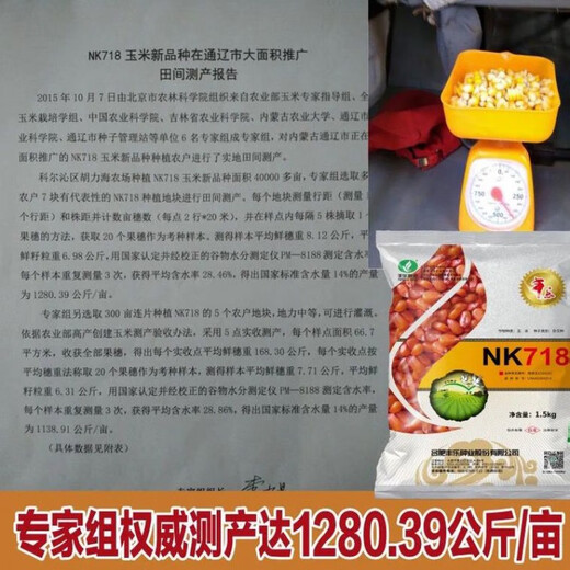 新种高产nk718大棒玉米种子审矮杆抗倒抗旱马牙细轴单双胞云贵川 新种国审原装NK718【1.42公斤】1袋国审品种