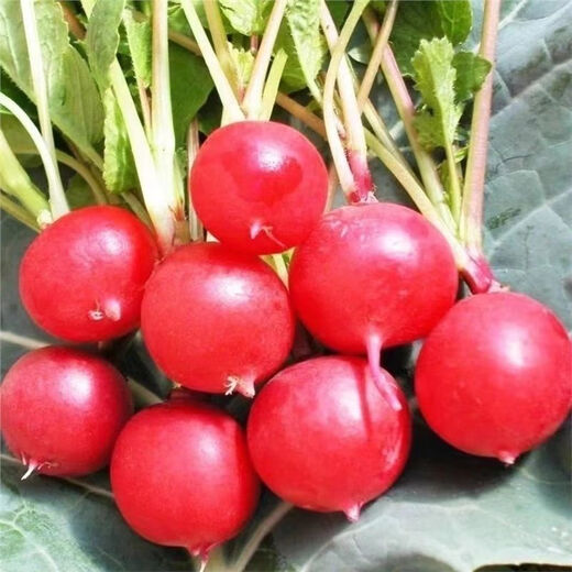 Cherry fruit radish seeds~thin-skinned carrot seeds garden potted small white lazy people easy to grow fruit cherry radish*1 pack 300 capsules