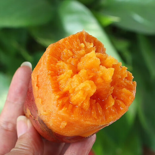 Honey sweet potato, sandy sweet potato, sweet potato, sweet potato and sweet potato. Seasonal fresh vegetables are shipped directly from the place of production. Fresh sweet potato 5Jin Jin is equal to 0.5kg. Net weight (single fruit 150g+