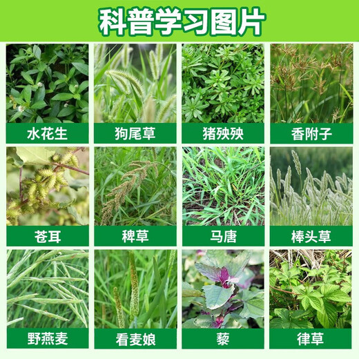 Yiqichu (Yiqichu) cyclozinone herbicide rotten eradication weed removal of large trees, bamboo shrubs, miscellaneous bamboo dead roots special pesticide 500g * 5 bags