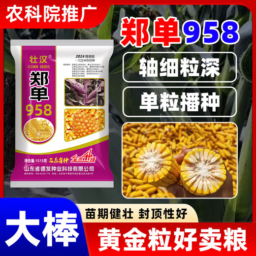 Zhuanghan Academy of Agricultural Sciences corn seeds with short stems, lodging resistance, drought resistance and high yield double stems upgraded disease-resistant golden grain bract grain seeds Academy of Agricultural Sciences golden grain 1515g, resistance to lodging and stable yield