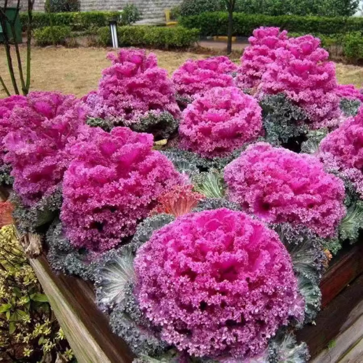 Winter vegetable seedlings, autumn and winter collection of various cold-resistant vegetable seedlings, southern seasonal balcony potted seedlings in autumn, 50 leek roots