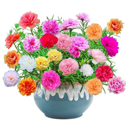 Double sunflower seeds bloom in all seasons, balcony outdoor courtyard green plant seeds are drought-tolerant and the garden blooms continuously. Multi-color mixed pack. Highly recommended best-selling model. Double sunflower seeds l pack/2OOOO capsules.